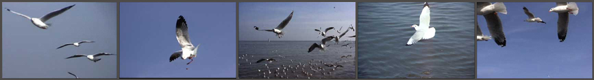 Seagulls